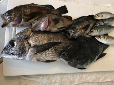 福井地磯フカセ夜釣り