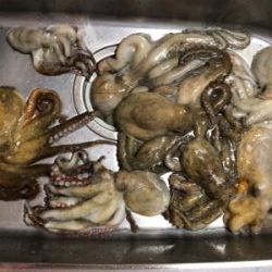 今シーズン初タコ釣り