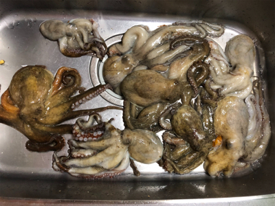 今シーズン初タコ釣り