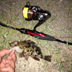 いつでも遊んでくれるガシラ