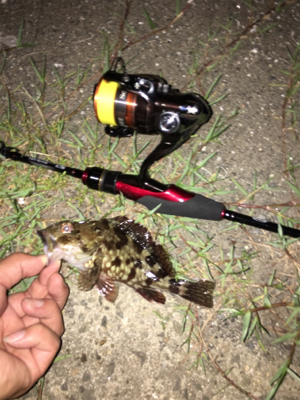 いつでも遊んでくれるガシラ