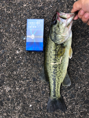 ブラックバス！初釣果！