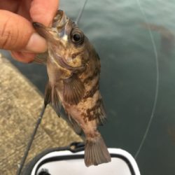 チビガシラ祭り