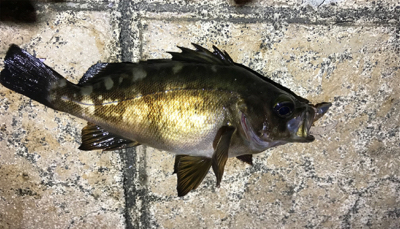 タチウオ釣れず…