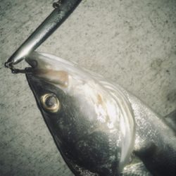 ドブ川シーバス！