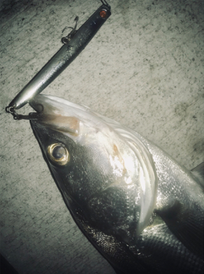 ドブ川シーバス！