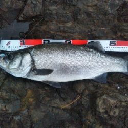 地磯でヒラスズキ