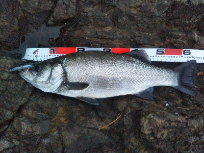 地磯でヒラスズキ