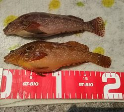 ガシラ アイナメ 五目釣り