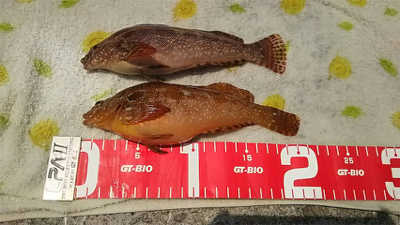 ガシラ アイナメ 五目釣り