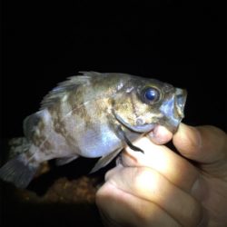 シーバス狙いからのこれ