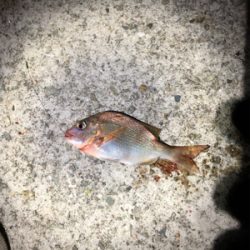 大ギス釣れやん