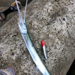 ヒラばらしてダツw