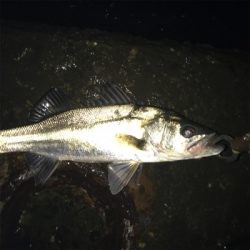 巨ボラのせいで玉網が折れた(･_･;