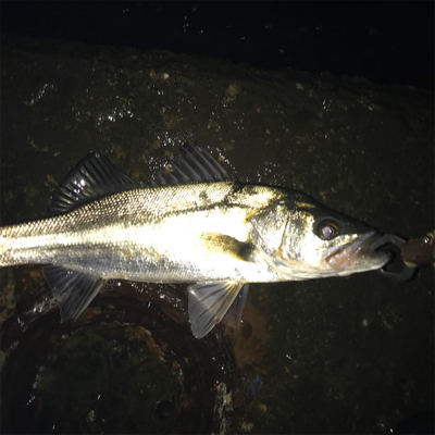 巨ボラのせいで玉網が折れた(･_･;