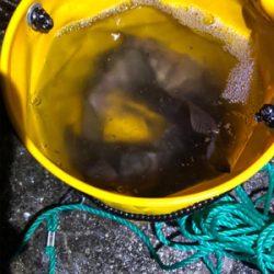 短時間メバリング