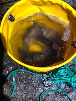 短時間メバリング