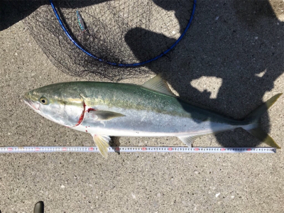 ショアジギング