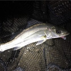 淀川ブリームゲーム ランカーの○○