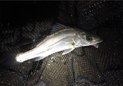 淀川ブリームゲーム ランカーの○○