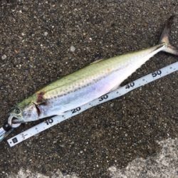 ショアジギング