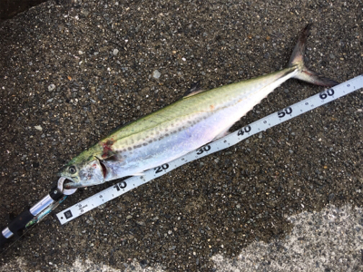 ショアジギング