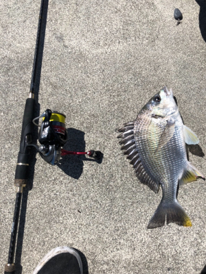 キス釣りのはずが…