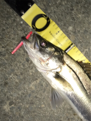 ドブ川シーバス