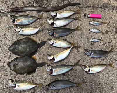 カワハギねらい