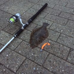 ヒラメ釣れました