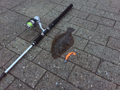 ヒラメ釣れました