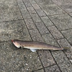 エソエソエソエソ