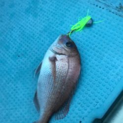 タイラバ〜シーバス