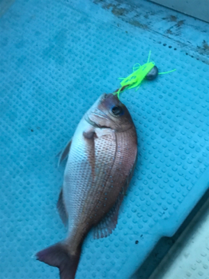 タイラバ〜シーバス