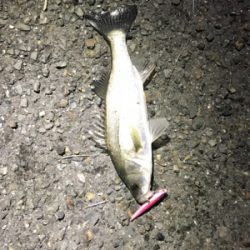 バチパターンでチーバス