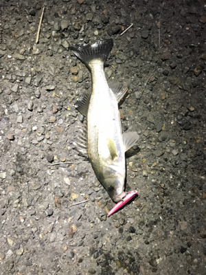 バチパターンでチーバス