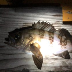 メバル活性高し