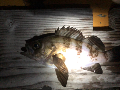 メバル活性高し