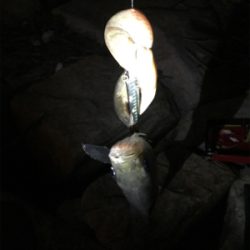 奇跡の淀川五目