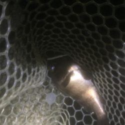 メバちゃん夏バテ？