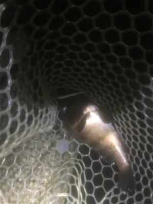 メバちゃん夏バテ？