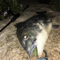 淀川ブリームゲーム ブラックビックモンスター