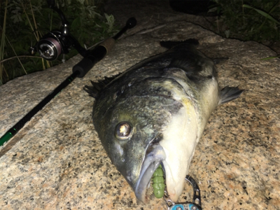 淀川ブリームゲーム ブラックビックモンスター