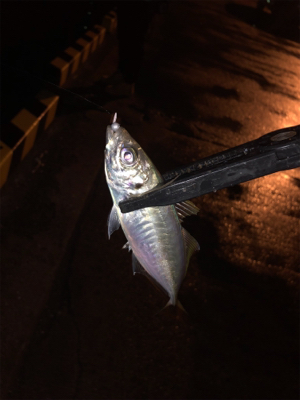 久しぶりにプチ遠征？