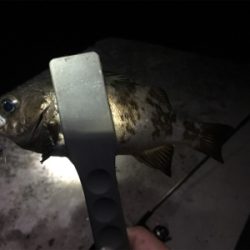 ナイトアジ&メバル