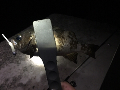 ナイトアジ&メバル