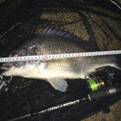 キビレ・真チヌ・チーバス・ボラ