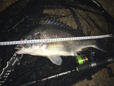 キビレ・真チヌ・チーバス・ボラ