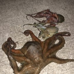 オクトパッシング