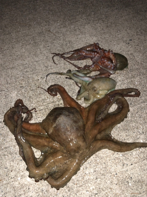 オクトパッシング